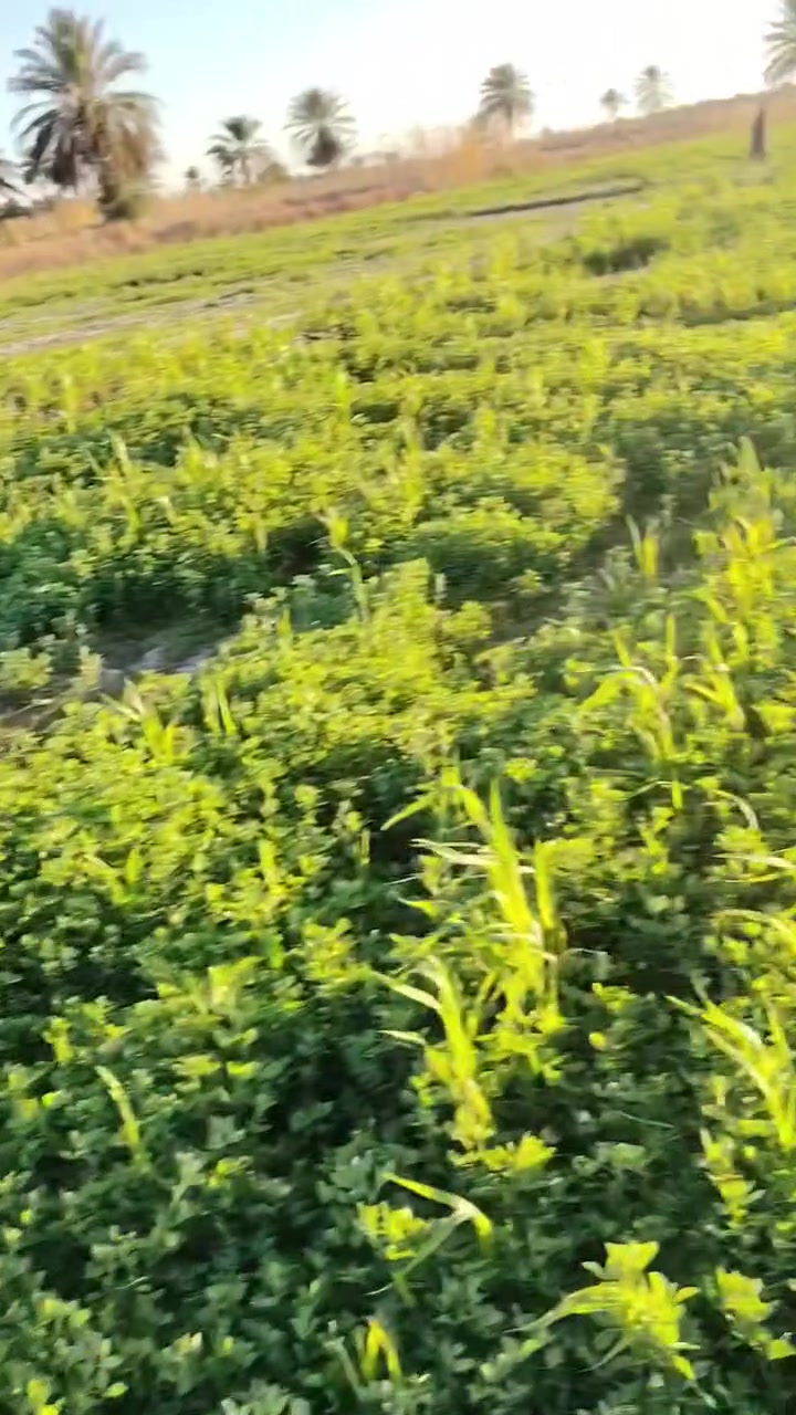 ارض زراعيه طابو  ١٠ دونم في كربلاء المقدسة تبعد عن الامام الحسين ١٠ كم الأرض خصبه مثل ما واضح بالتصوير مزروعه جت حر وماء سيح وكهرباء وماء بين طريق كربلاء ونجف بسعر مناسب الاتصال ع الرقم ***********
