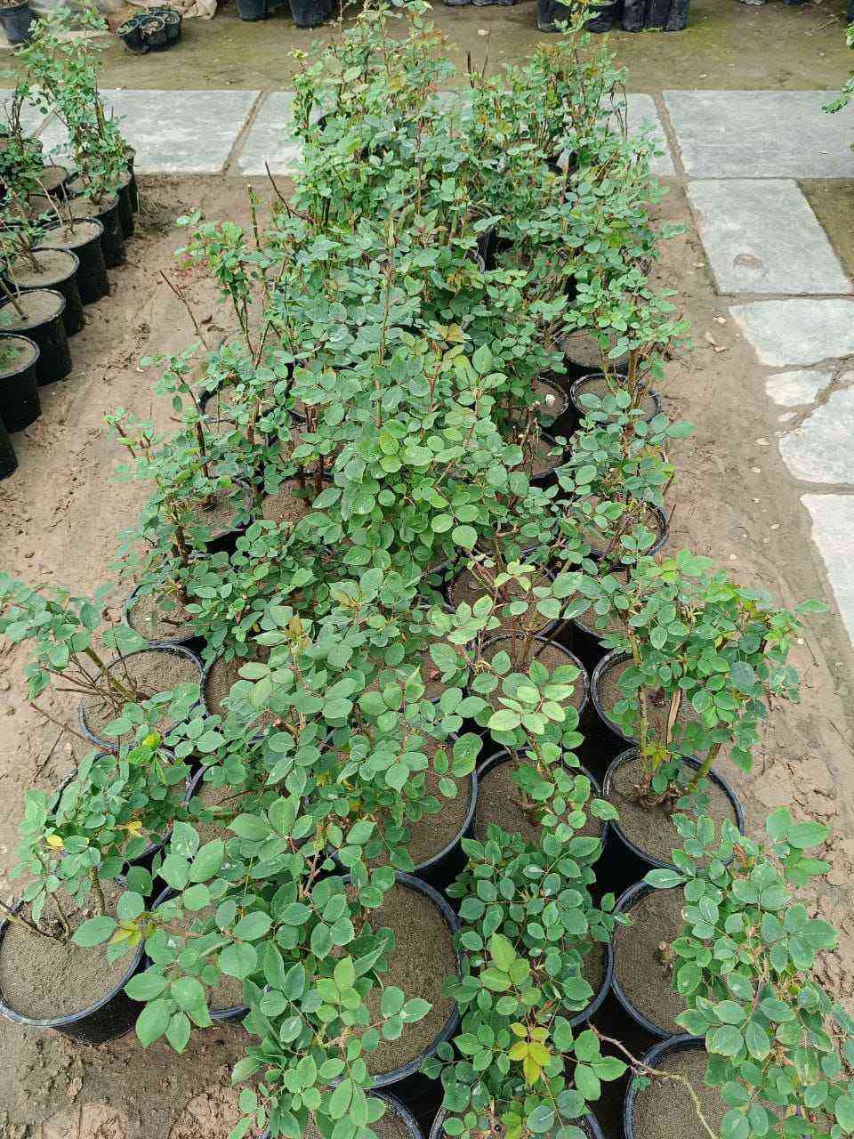 مشتل الروان الشطره, ذي قار


**إذا كنت صاحب هذا الإعلان وتريد حذفه لأي سبب، رجاءا أرسل رسالة إلى الدعم الفني**