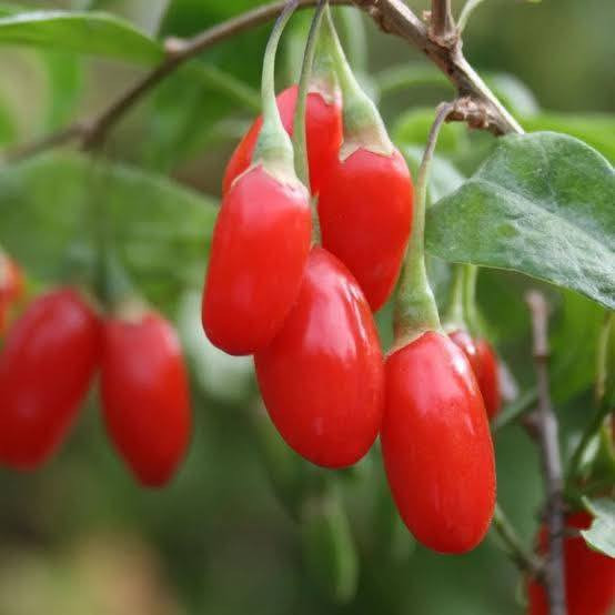 🌿🍒 يتوفر الآن في مشتل الشاهين الزراعي 🍒🌿
شتلات فاكهة الكوجي (Goji Berry) 🌱

📌 فاكهة صحية غنية بالعناصر
📌 مناسبة للحدائق والمزارع المنزلية
📌 تحمل الحرارة وبإنتاج جميل في الربيع والخريف
       تحتوي على مادة البربرين الصحيه 

---

🌱 معلومات عن النبات

🍒 الاسم العلمي: Lycium barbarum
🍒 الاسم التجاري: فاكهة الكوجي
🍒 نوع النبات: شجيرة معمّرة
🍒 يناسب أجواء المناطق الدافئة مثل بغداد
🍒 يعطي إنتاجاً ربيعياً وخريفياً

---

💚 مميزات الشتلة

✔ ارتفاع نمو جيد
✔ مناسب للزراعة في الحديقة أو البساتين
✔ إنتاج جميل من الثمار الحمراء الصحية
✔ يتحمل الحرارة ومعتدل التحمل للبرد
✔ سهل العناية وريّ بسيط منتظم

---

💰 السعر

📍 5,000 دينار عراقي فقط لكل شتلة
📍 متوفرة بكميات جيدة
📍 الجودة مضمونة من مشتل الشاهين الزراعي

---

📍 العنوان

مشتل الشاهين الزراعي
بغداد – الدورة
قرب شركة دجلة للمشروبات الغازية
الشارع المقابل لعلوة الرشيد
خلف منطقة أبو دشير

📞 للحجز والاستفسار: ***********

---

🌿🍒 اشترِ الآن وابدأ موسم زراعة صحي ومثمر! 🍒🌿

---
