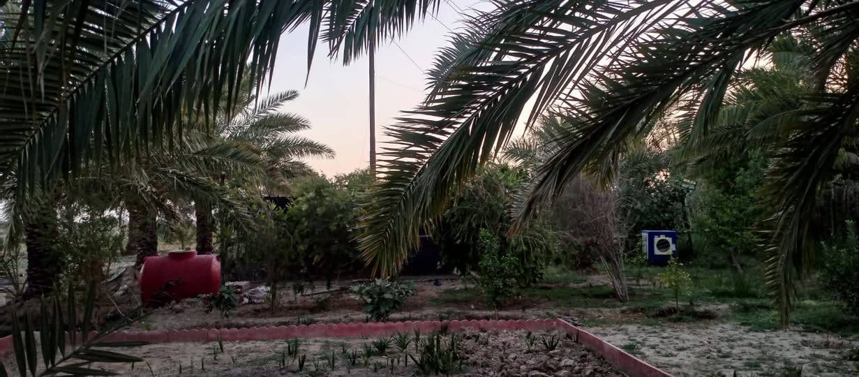 بستان أربع دوانم+بيت بناء حديث مساحته 300 ، خلف معمل الزيوت شارع التبليط الجديد ***********
***********
