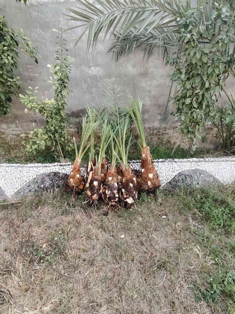 السلام عليكم بريم السعر ٣٥ ويوجد لدينا توصيل لكافة محافظات العراق ***********
