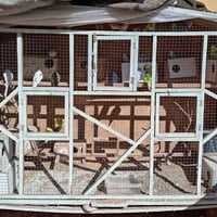 40 بلبل للبيع همه والقفص مالتهم  صحتهم حيل زينه اي مرض مابيهم  جواهم ب...