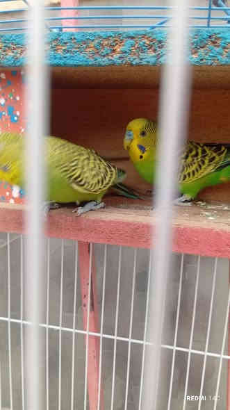 سلام عليكم زوج كناري البيع هنه وقفصهن سعر 25 مكاني صوب ابن رجاب ***********
