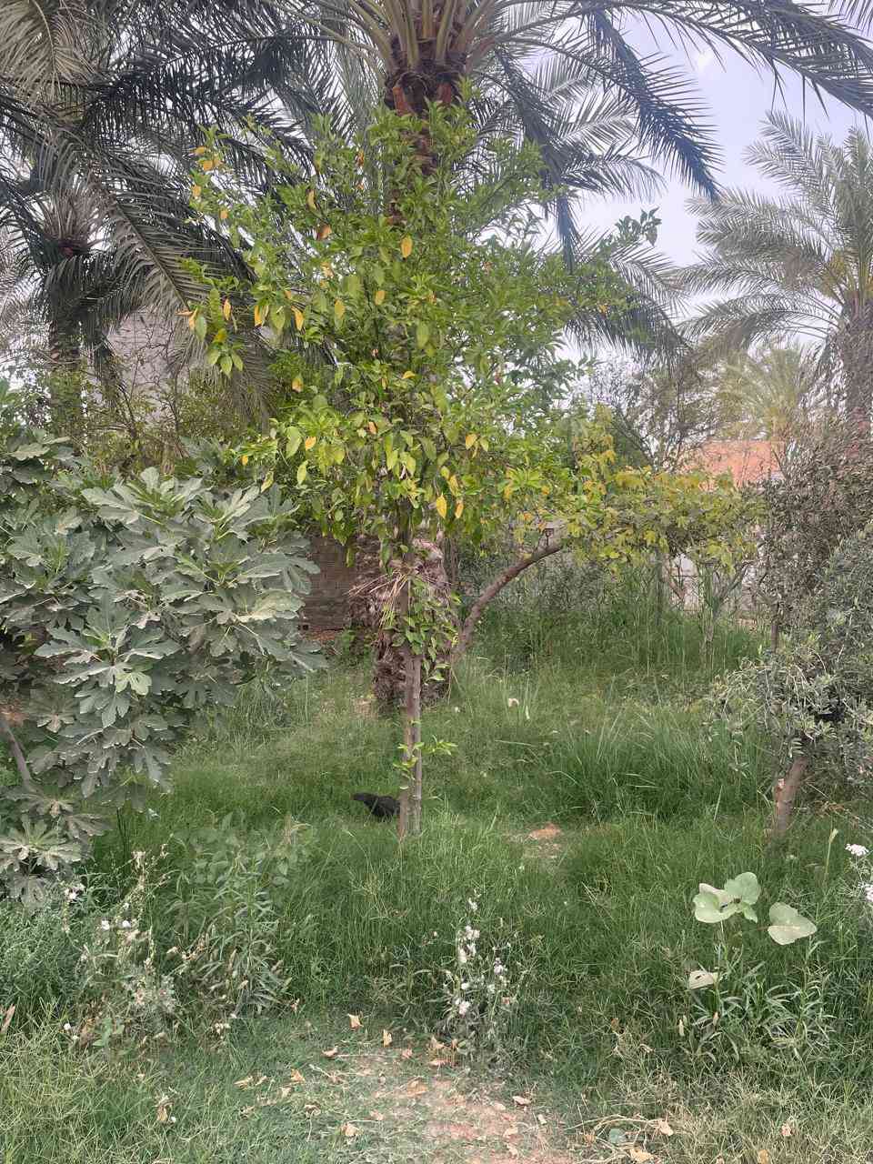 بستان للبيع مساحه 700 متر على مشروع الصب فيها نخيل واشجار مثمره في منطقة المحموديه السعر 70مليون قابل للتفاوض للاستفسار ***********
