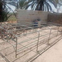 سيبايات • ٣ قطع • قرب معسكر التاجي