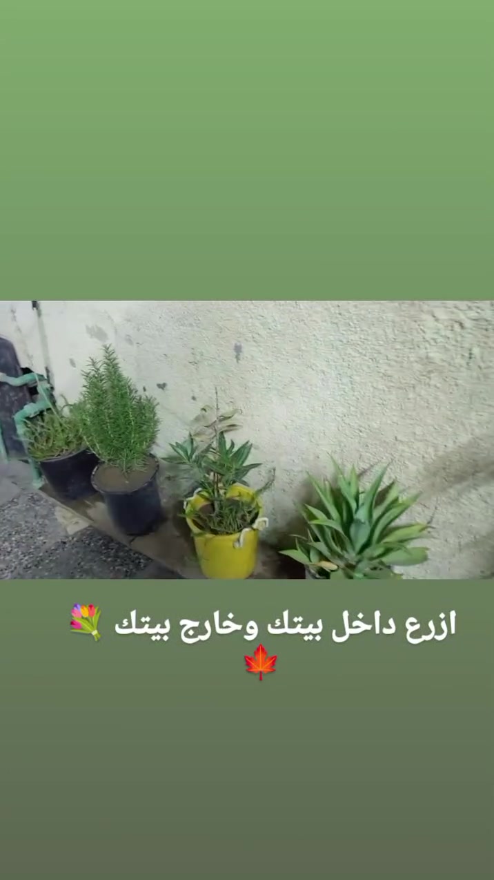 جماليه للبيت كل شخص يزرع داخل بيته وخارجها🍁💐


**إذا كنت صاحب هذا الإعلان وتريد حذفه لأي سبب، رجاءا أرسل رسالة إلى الدعم الفني**