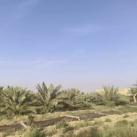 صخير • نصف دونم • ٥٠نخله