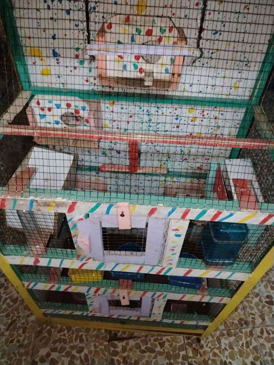 متاح قفص طيور حب ويه ملحقات


**إذا كنت صاحب هذا الإعلان وتريد حذفه لأي سبب، رجاءا أرسل رسالة إلى الدعم الفني**