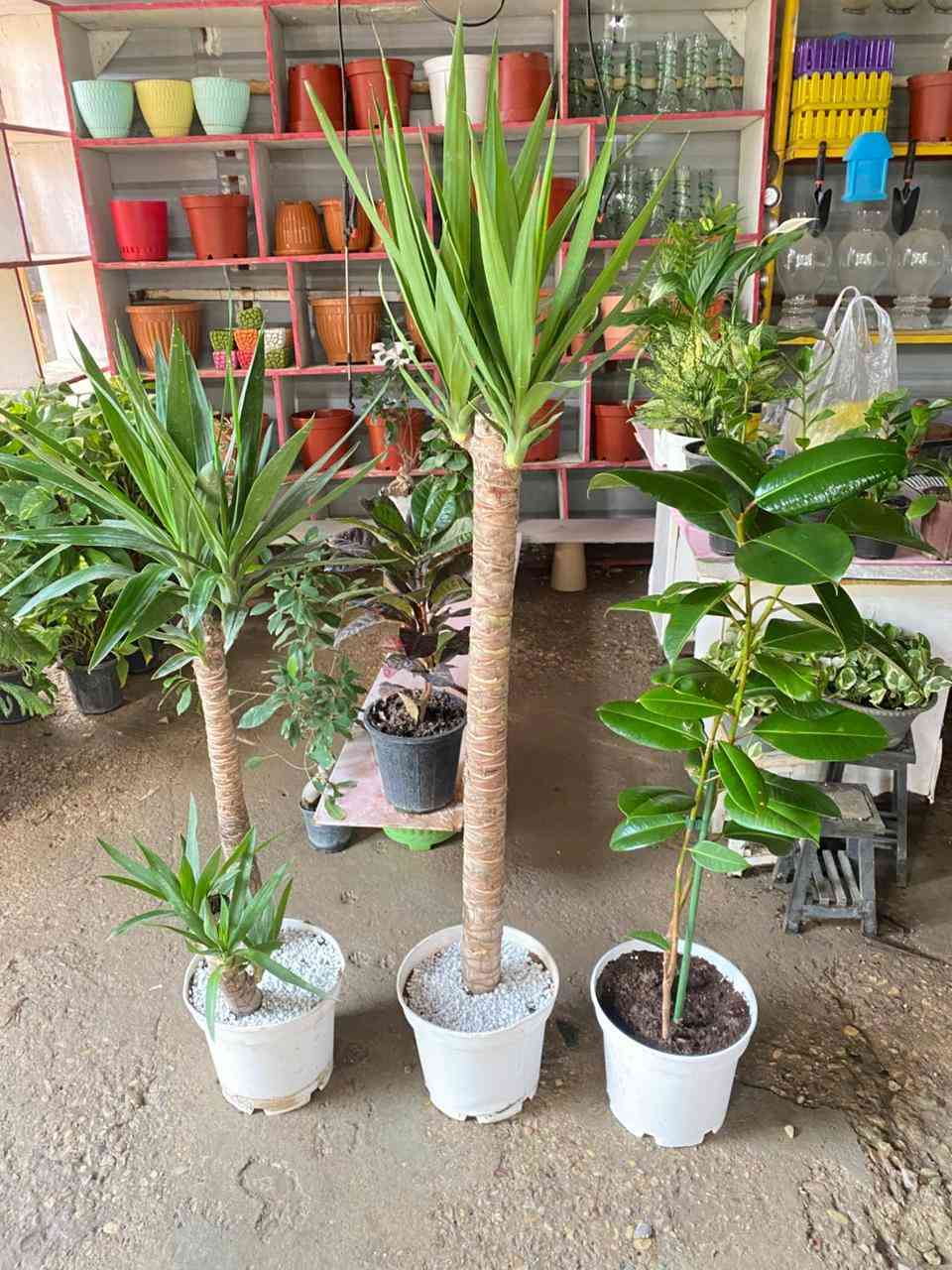 #عرض_لفترة_محدودة.
3 نباتا معمرة
يوگا عدد 2 + مطاط 2 بسندانه واحده
الارتفاع متر ونصف تقريباً

السعر ٥٠ الف و التوصيل #مجاني 💥
للطلب و إلاستفسار الاتصال على الرقم التالي *********** 📲
