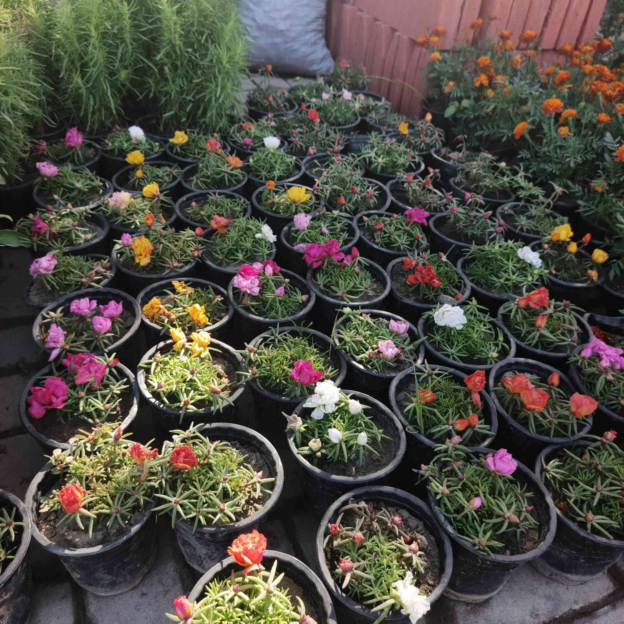 اسعد الله اوقاتكم بكل خير احلى متابعين🌹🌹

مثل ما عودناكم بنشر كل ما هو جديد🌲🌲
نعلن عن وصول وجبه جديده من الورود الموسميه والدائميه ومن النباتات الشمسية 🌳🌳 والزهور🌹🌹  واشجار الفواكة والسنادين 

#ملاحظة سيتم نشر النباتات الظليه بمنشور خاص بها.

يوجد توصيل داخل  قضاء الصويره فقط 
للإستفسار الاتصال على الرقم ***********

العنوان,: #شارع_الغطاس_خلف_المجمع_السوري 

إدارة المشتل
***********
***********
