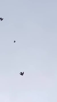 فحل • مدينه الصدر