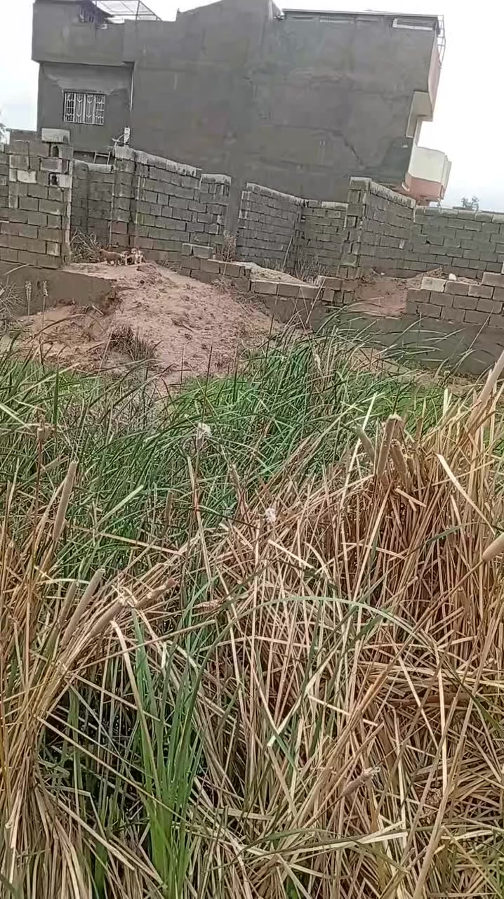 ياالله يتوفر هيكل مع قطعه ارض طابو زراعي سند 25 المساحه 300متر السعر 35مليون وجه على الشارع واصل كهرباء وماء الخالص الشرقيه بالقرب من بيت رعد عزاوي للأستفسار ***********
