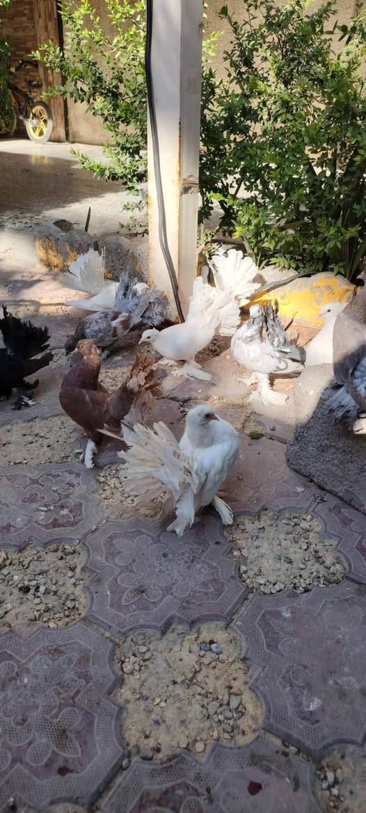 السلام عليكم عرايس للبيع مال بيت نضيفات وحلوات
موبايل:*********** بي واتساب بغداد العبيدي
