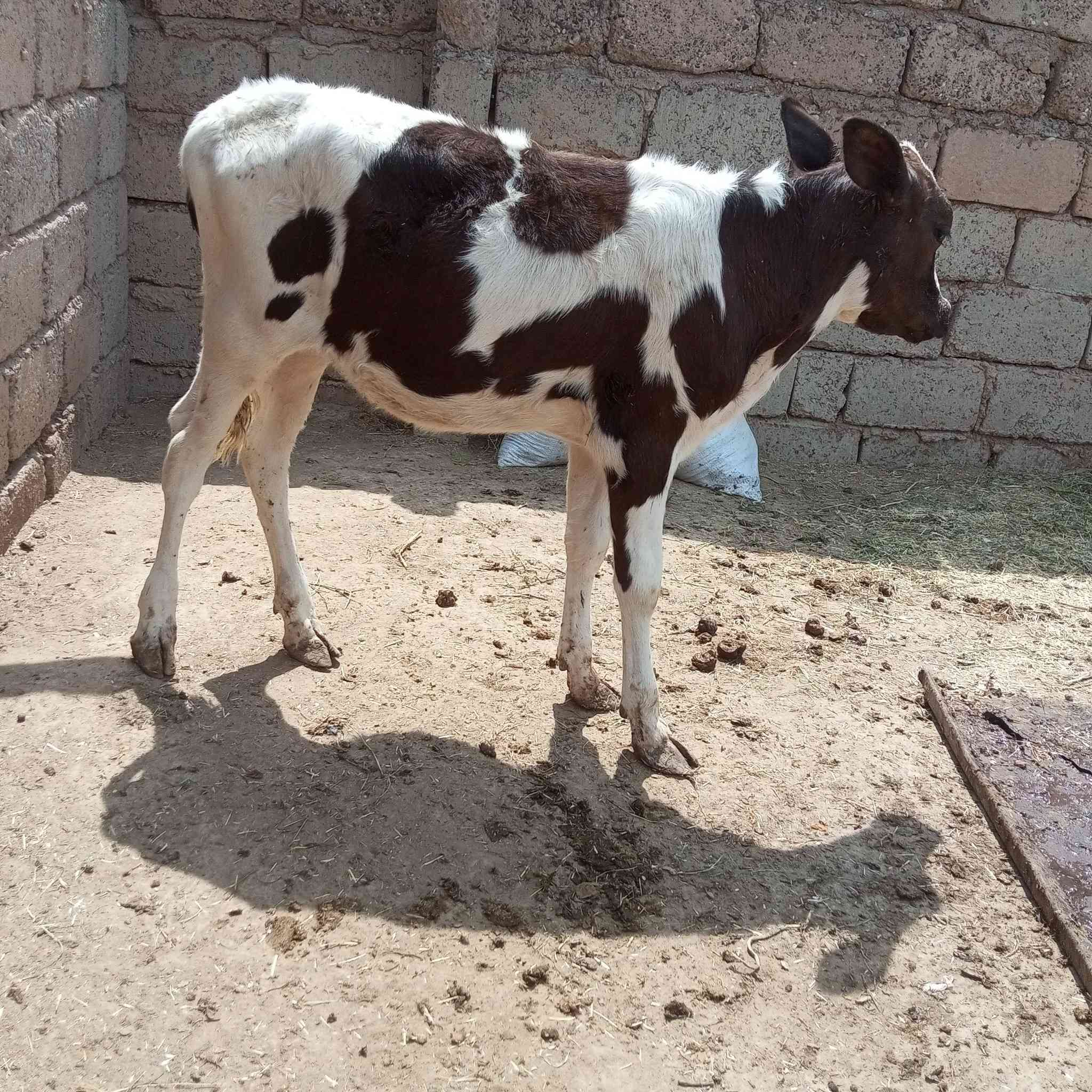 السلام عليكم اخوان متاح حوليه تلقيح هولشتاين اجم رقم واحد حوليه درجة اولى اولى مال بيت جمه وثيل گصير وين اليدور حلال زين ونضيف حوليه مشروطه شرط ال شرط 
العنوان صلاح الدين الشرقاط قريه شكرا
ه‍ ***********👉 بيه واتساب 
الشراي يتصل ويدلل 
يوجد خدمت توصيل حسب التفاق
