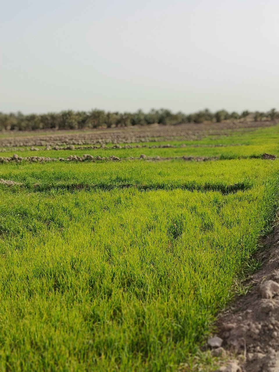 سلام عليكم مزرعه للبيع المساحه 10دونم عقد 24 مجدد بسمي طريق كربلاء نجف عامود 430 جهة الحسينيات  تبعد عن شارع العام كيلو ونص بيه ماي اساله وبير سعر الدونم 15
***********
