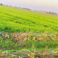 ارض زراعية • ٥ دونم • قرب جنة الفرات