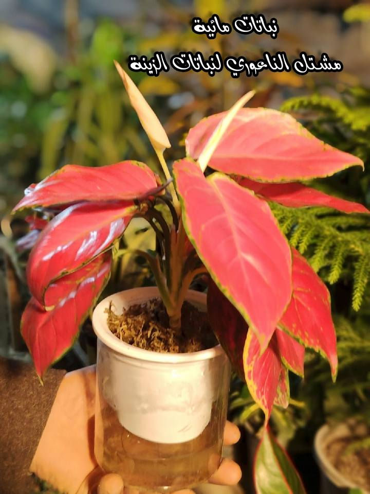 #وصول_وجبة_نباتات_مائية

  زورونآإ تـ♥̨̥̬̩جـ♥̨̥̬̩دون مـ♥̨̥̬̩آإيسرگ♥̨̥̬̩مـ♥̨̥̬̩

#مشہتہلہ_الہناعہوريہ_لہنباتہاتہ_الہزيہنة👩🏻‍🌾
🏠﮼العنوان :-
#صلاح_الدين/#قضاء_الدور/#قرب_البانزينخانه

#للحجزوالتوصيل 🚘
يرجى الاتصال برقم الاستاذ سعيد☎️
‭+٩٦٤ ٧٧٠ ٢٠٥ ٥٩٦٤‬
