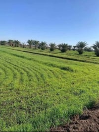 ٥ دوانم • طابو سند ٢٥ • الشيخ عامر بلعيساويه