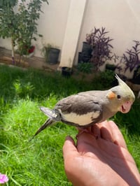 كوكتيل أليف • رمادي تاميم • قفص اختياري