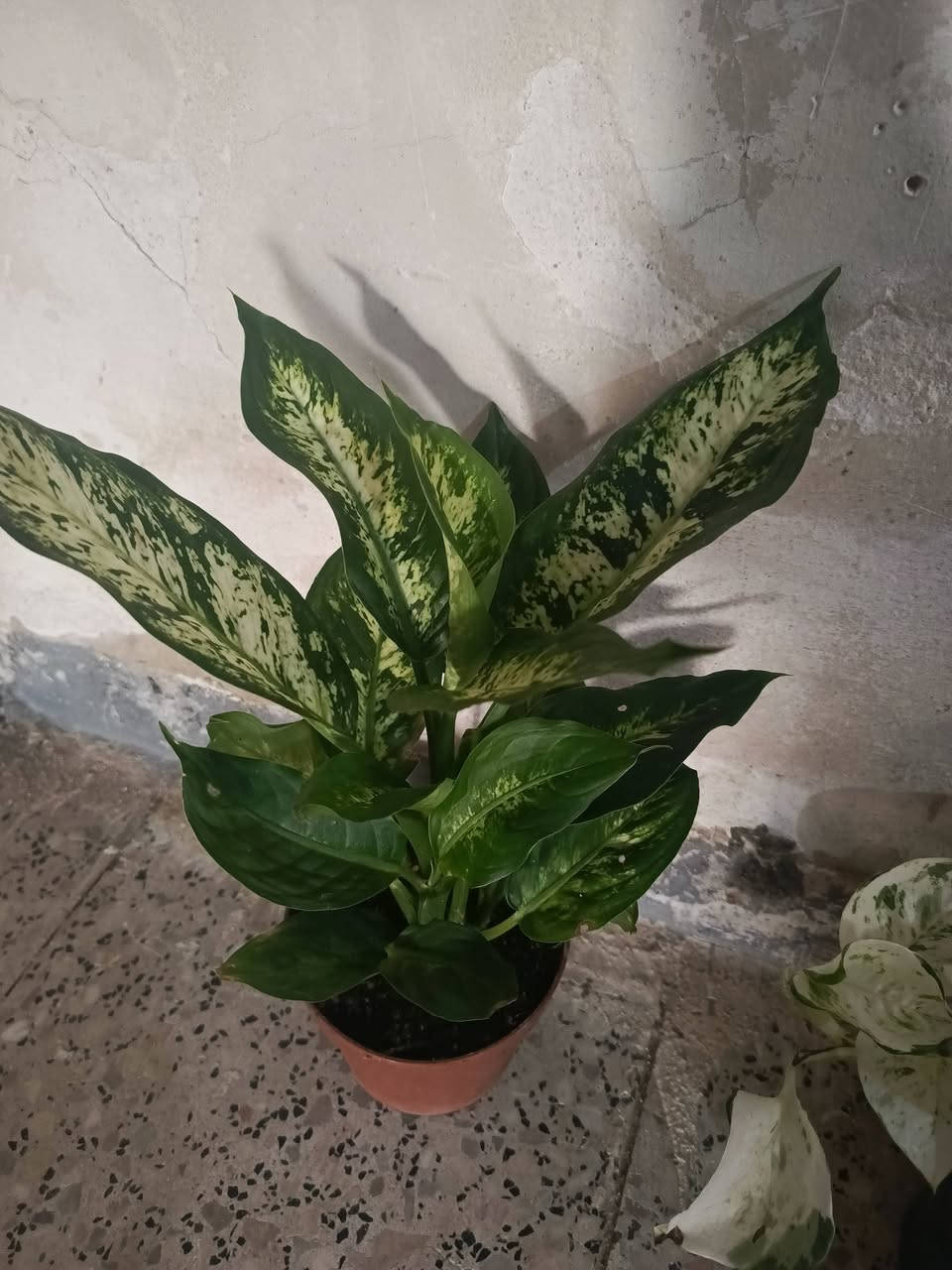 سلام عليكم.... نباتات ب اسعار مناسبه توجد خدمه توصيل لجميع المحافظات وداخل كركوك


**إذا كنت صاحب هذا الإعلان وتريد حذفه لأي سبب، رجاءا أرسل رسالة إلى الدعم الفني**