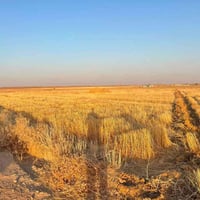 سديرة عليا • الشارع الفوگ • ٥٨٦٠م