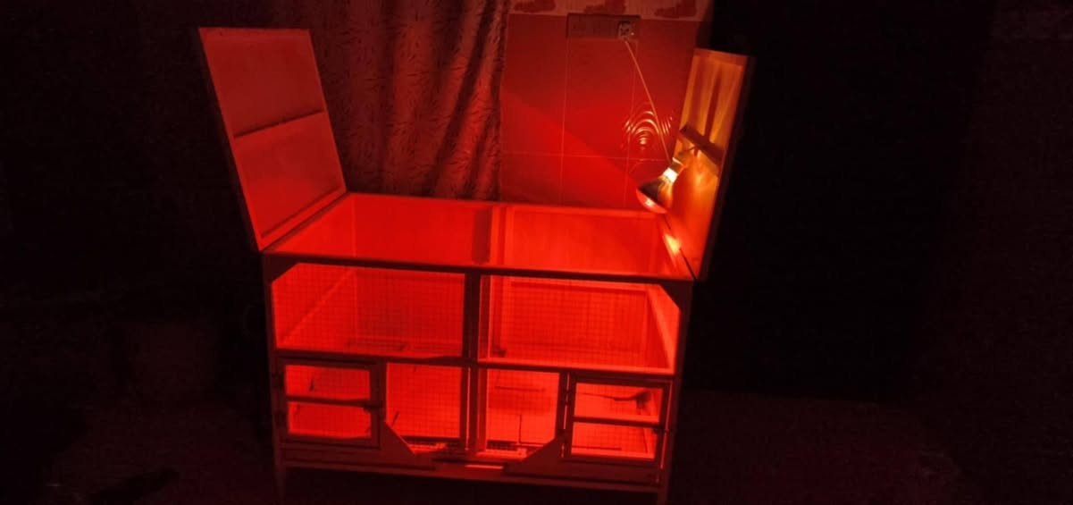 السلام عەلیک ئەم قەفەسە بۆ فروشتن دارەکەی داری فرنکراوە   تەلەکانی  باشترین تەلە و بچوکترینە بۆ جوجکە هەتا گەووڕە بون لی مەترسە دوو گلۆپ 300 واتی تیایە  هیتەری سور       یەک شوین ئاو و یەک شوین دانی تیدایە   
بابەت  بەرزیەکەی 80 سانتیمە دریژی 120 سانتیمە قولی 80سانتێمە    چەکمەچەی هەیە  بەینیکی  داناوە بە فایبەر  ئەتوانی بیکەی بەدووبەشەوەتا تۆزی گەورە بن کردمە بە 60 بە 60 ئەتوانی بەینەکە لا بدەی   کامل  
بە ئەشیاوە ئەیفروشم  
1/12/2026

دروستم کردە خۆت حسابی بکەمانگیک نابی کریوە بەهۆی روخانی ژوورەکان دەیفروشم   115 پیداوە بە80 هەزار قفل قفل دەیفروشم ئەوەی وییستی کریارە وەڕە لەکەلارم  بی سەیری بکە من ئەیخمە سەر  چاو  
***********
