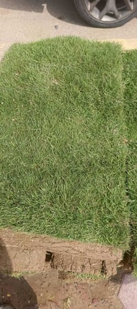 ثيل هندي • درجة اولى • كمية كبيرة