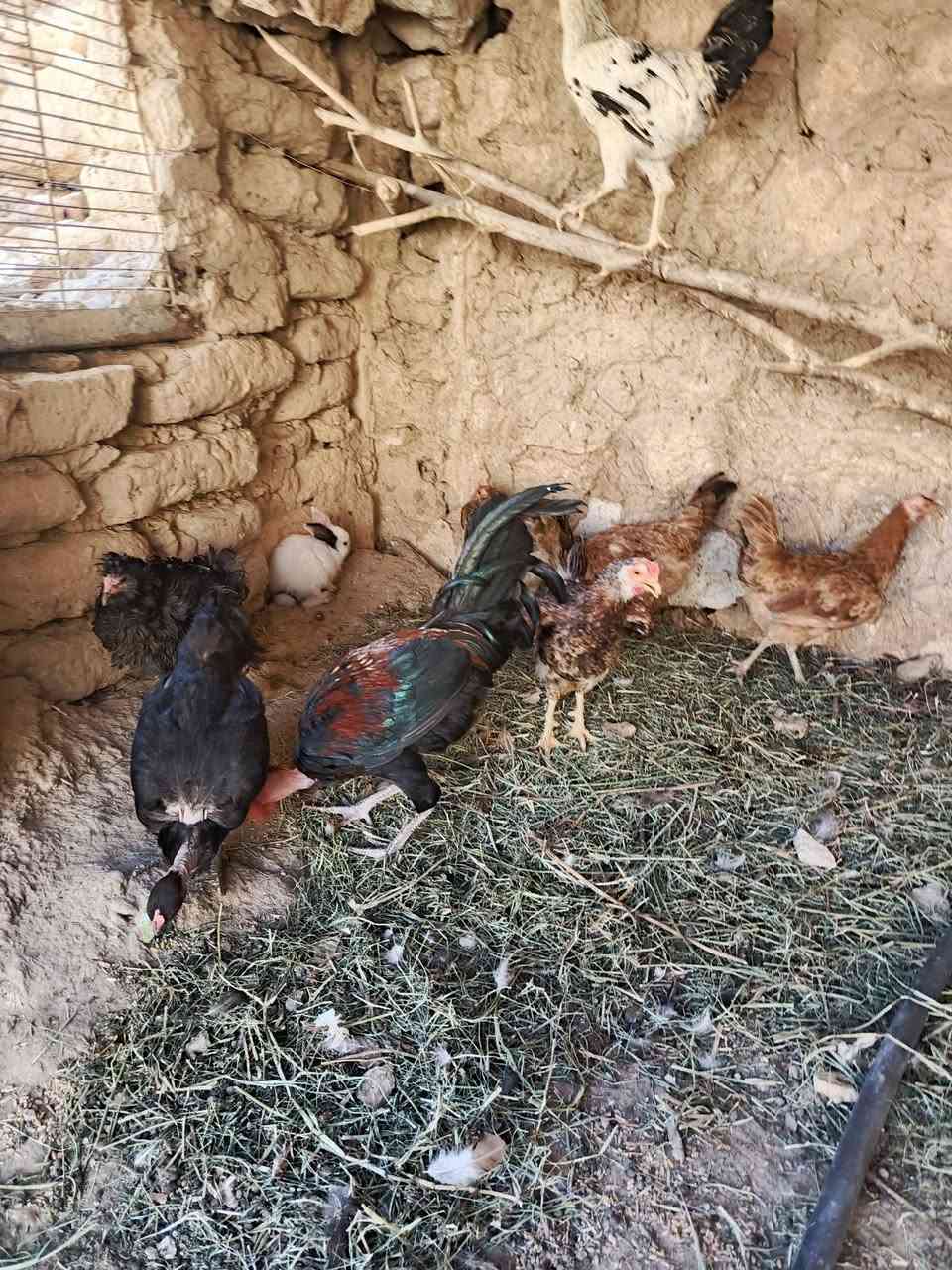 للبيع ديوكه ودجاج عرب نصاح وبياض ونظيف زوج 25 شلع بي مجال مكاني بروانه
***********
