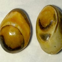 خرز سليماني • طرد الحسد • جلب زباين