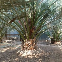 نخيل البرحي • فسائل نشو • قضاء الصادق بني منصور