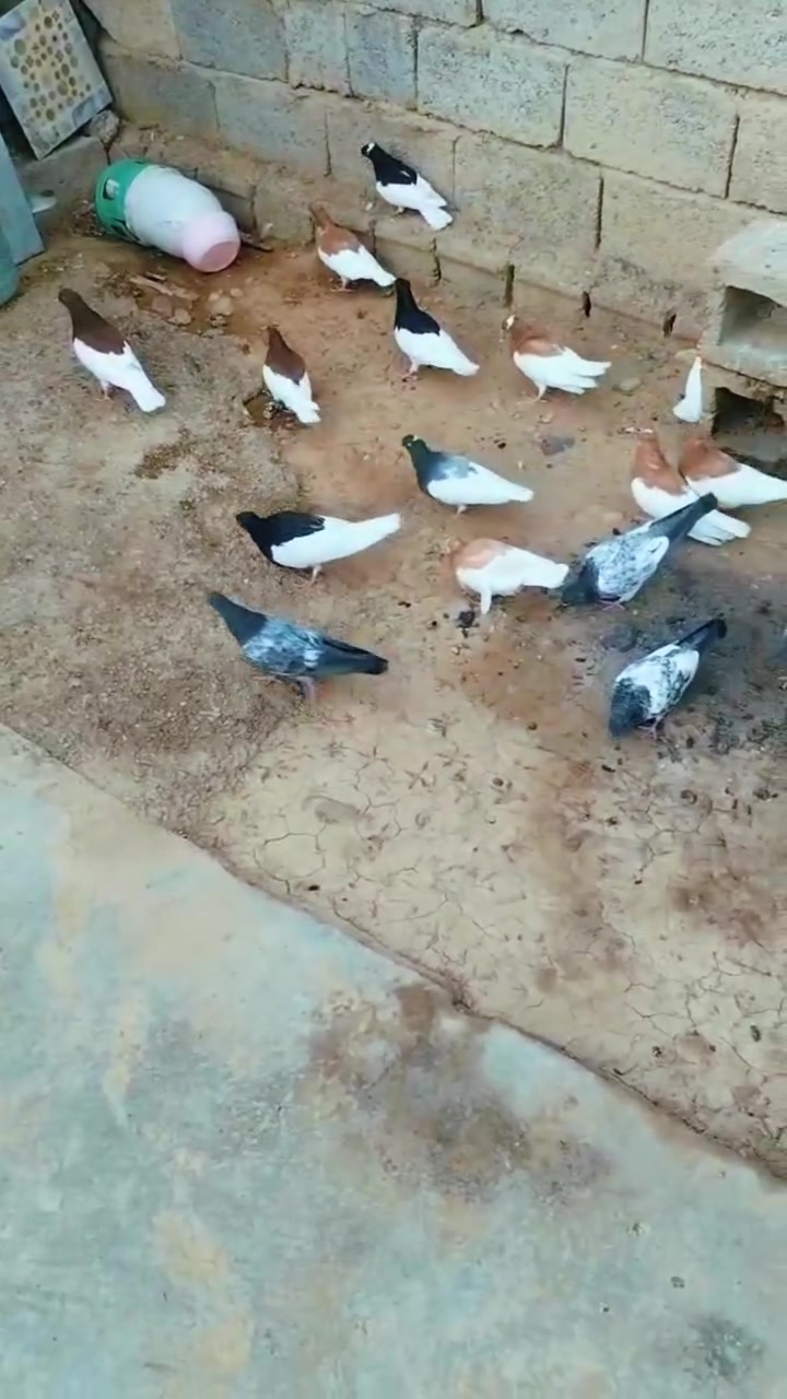 متاح مخليف شلع عله 15زوج مفرد عله20غير متواجد عل فيس اتصل ***********
