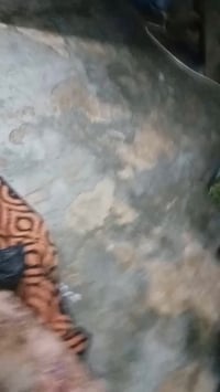 هاي ستوته جامباوا 2024 للبيع السعر 1,900 وبيها مجال 07708793854