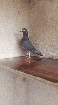 السلام عليكم متاح تك جان اردن محير ما اعرفه طيره لو فحل واضح بل تصوير مكاني بغداد حي ؤر ام الكبر والغزلان وهذا رقمي ***********
