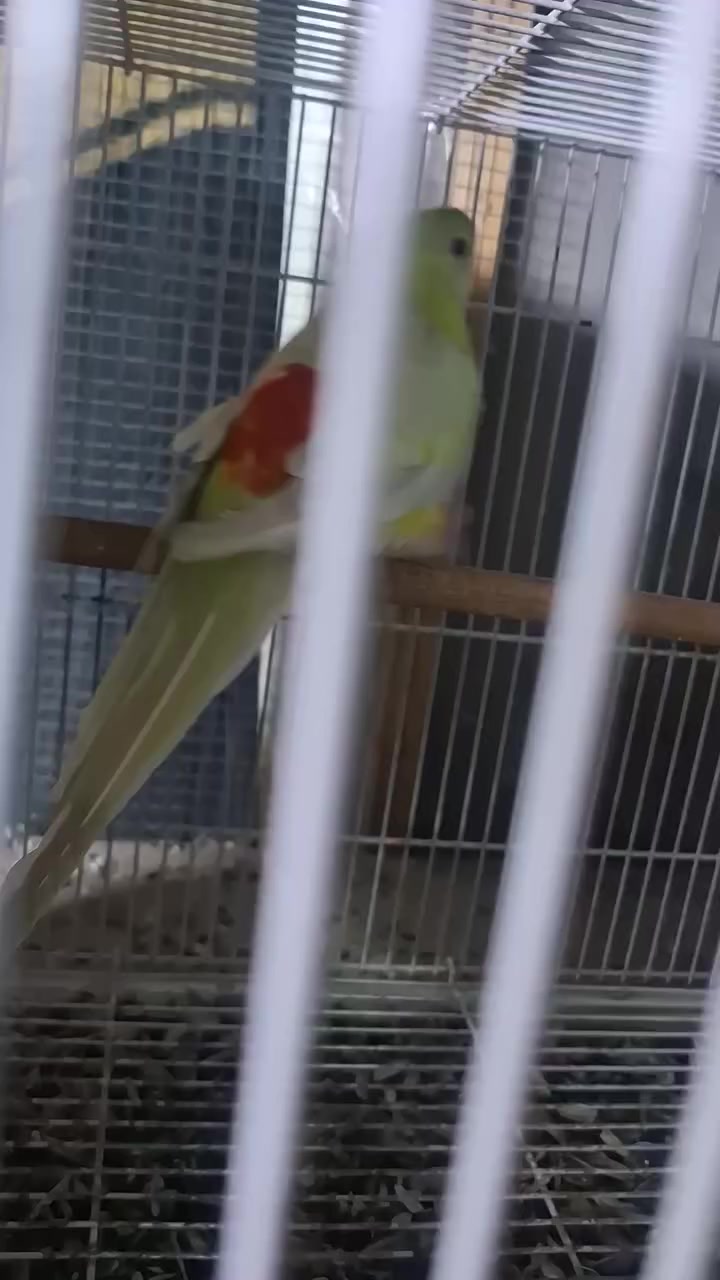 السلام عليكم زوج ابراكيت مغرد الطيور نظافه وخشانه وشرط النتاج الطيور مضمونه مكاني المسيب سعرهن ١٣٠ ***********
