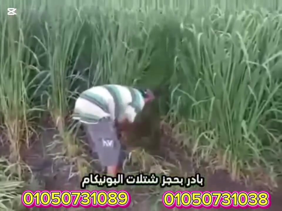 بادر بحجز شتلات #البونيكام البرازيلي لموسم 2026
 من #شركة_الزهراء 

#البونيكام البرازيلى
#يتميز بنعومه الساق
#نسبه الطاقه والبروتين22في%
#معمر فالارض ل10سنوات
#يتحمل الملوحه العاليه9000في المليون
#انتاجيه عاليه
#المواشى كلها بتتقبله 
محافظة البحيرة. مركز الدلنجات قرية البستان 
في توصيل علي مستوي الجمهورية
01050731089
01050731038


**إذا كنت صاحب هذا الإعلان وتريد حذفه لأي سبب، رجاءا أرسل رسالة إلى الدعم الفني**