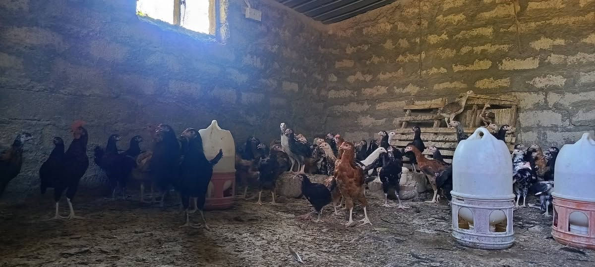 بسم الله ما شاء الله 
٥٢ زوج فراخ دجاج عرب خبط هندي
العمر ثلاثة أشهر تقريبا
ملحقات كامل
الزوج على ١٥ الف 
اكو توصيل موصل ودهوك 
🌹🌹🌹🌹🌹


**إذا كنت صاحب هذا الإعلان وتريد حذفه لأي سبب، رجاءا أرسل رسالة إلى الدعم الفني**