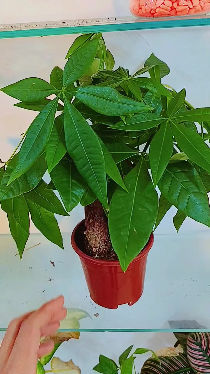 ❤


**إذا كنت صاحب هذا الإعلان وتريد حذفه لأي سبب، رجاءا أرسل رسالة إلى الدعم الفني**