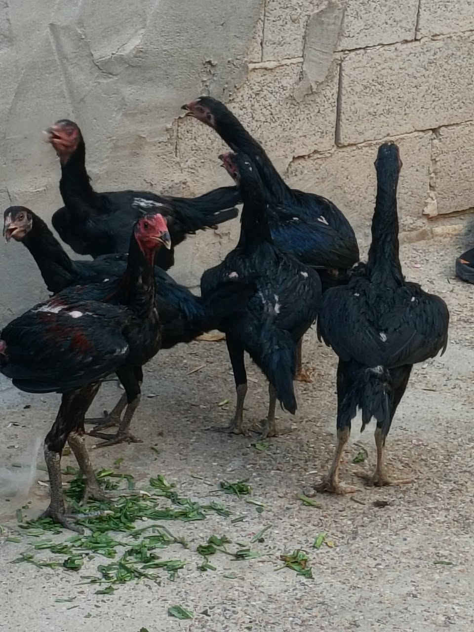 يالله
فراري نوع أوشامو الاماني ضخمات عمرهن خمس اشهر العدد سته دجاجات وديج 
مكاني الرفاعي التفيج 
التواصل راسلني خاص


**إذا كنت صاحب هذا الإعلان وتريد حذفه لأي سبب، رجاءا أرسل رسالة إلى الدعم الفني**