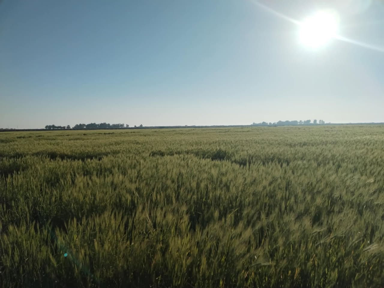 ارض زراعيه للبيع مساحه 200دونم تحتوي عله ١٠دوانم بستان مي متوفر وكهرباء محوله بس الهه للاستفسار علرقم ***********
