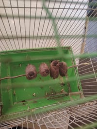 بلابل • ٤