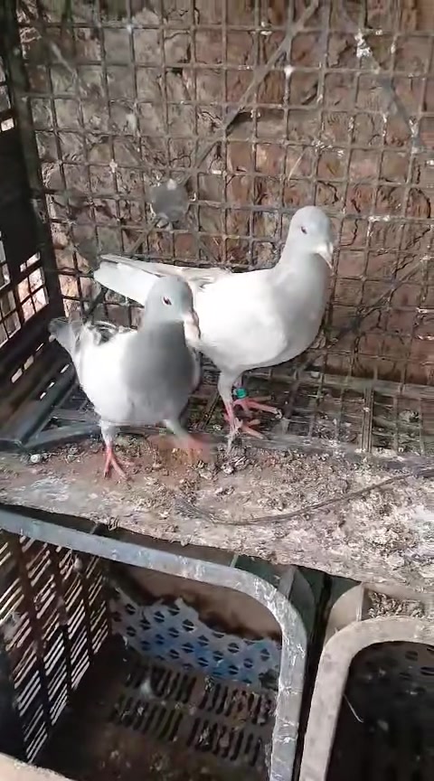 kayn kobla ta3 sivi ou 4 dyal lvwa ou 3nbr  chi haja mliha lbi3


**إذا كنت صاحب هذا الإعلان وتريد حذفه لأي سبب، رجاءا أرسل رسالة إلى الدعم الفني**