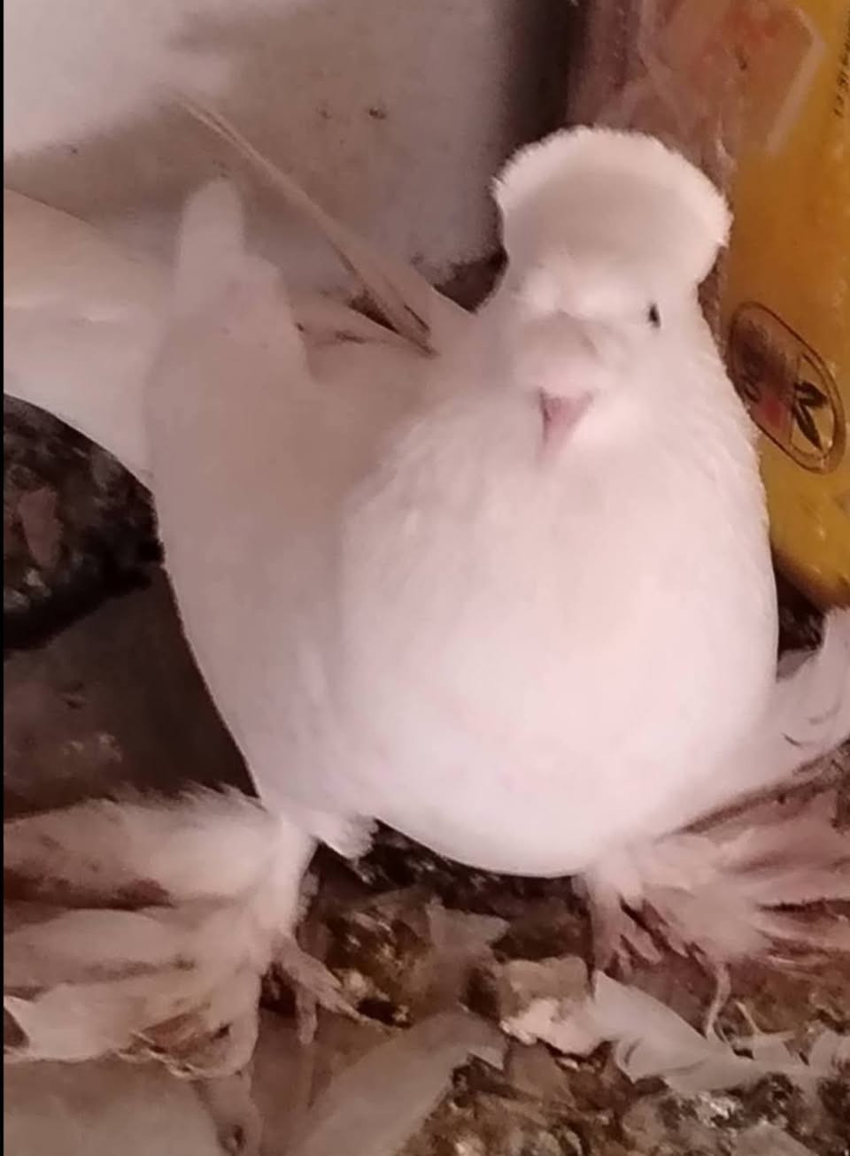 غراظ للبيع كل وسعره مناسبات نجف الشرف


**إذا كنت صاحب هذا الإعلان وتريد حذفه لأي سبب، رجاءا أرسل رسالة إلى الدعم الفني**