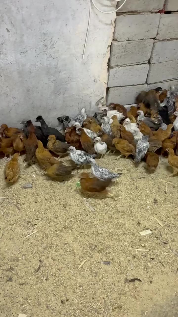 عمر ثلاثة شهر 
***********
مكاني زعفرانيه
