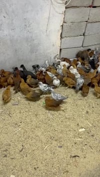 عمر ثلاثة شهر  07733777177 مكاني زعفرانيه