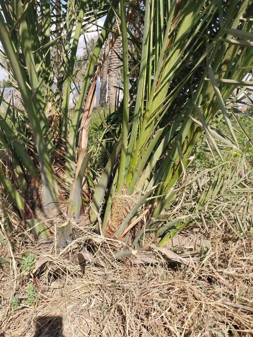 متوفر فسائل استعمران وخضراوي باحجام مختلفه توصيل وشتال حسب الاتفاق ومستعدون انشاء بساتين*********** ابو احمد عمارة, ميسان
