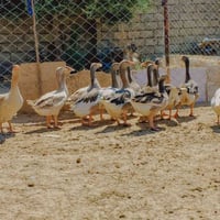 قاز • كاز • نفط • وقود • وقود للمنزل • قاز للتدفئة • قاز بيتي