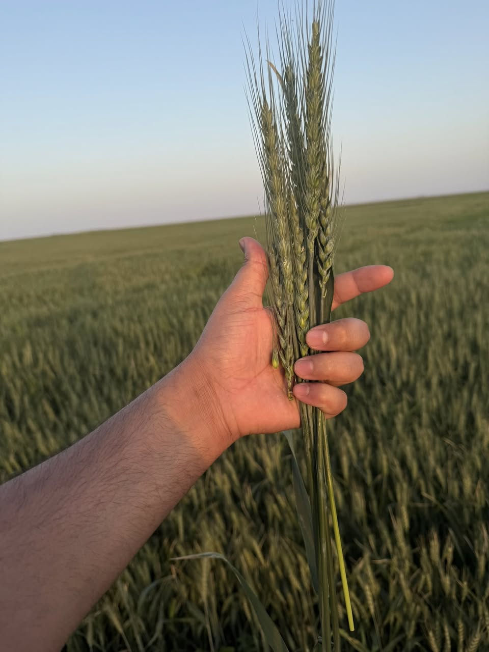 أعلان ……………….فرصة استثمارية 

مزرعة متكاملة للبيع محافظة المثنى منطقة الرحاب شرجي السودان 
____________________

مساحة 240دونم معدلة ليزر 150 +90عدلة ماتحتاج ليزر 

كله مزروعة

كهرباء محولة 250 تركي +بيت كامل

____________________

السعر خاص 
***********واتساب

***********اتصال
