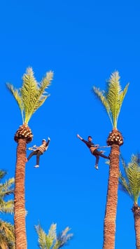 #عامل_تـكريب_وتلقيح_جــــــــميع_النخـــــــل_الي__________محتاج_تكريـ...