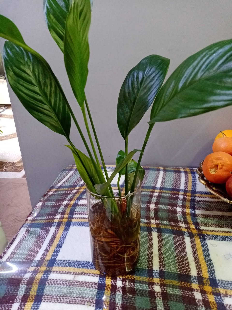 زرع طبيعي ماءي قاروره زرع بلتربه سعر حسب حجم السندانه


**إذا كنت صاحب هذا الإعلان وتريد حذفه لأي سبب، رجاءا أرسل رسالة إلى الدعم الفني**