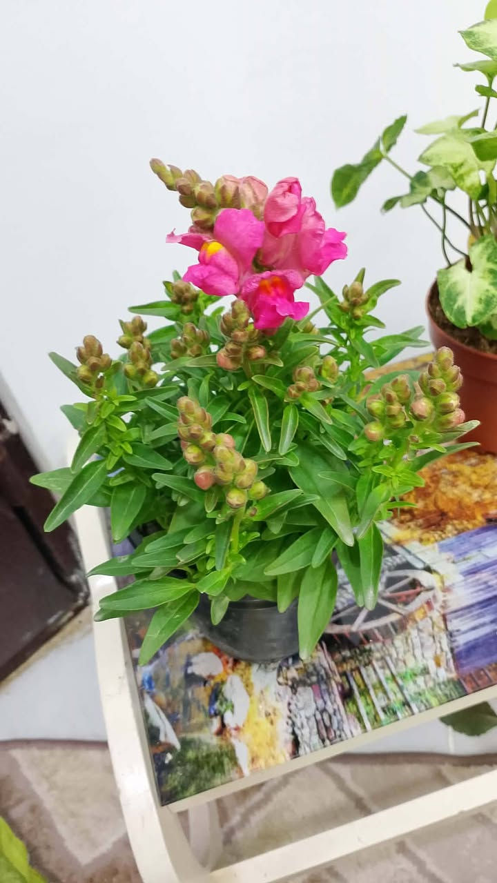 نباتات والاسعار كلها ع الفين بس ...والتوصيل لحد باب بيتك


**إذا كنت صاحب هذا الإعلان وتريد حذفه لأي سبب، رجاءا أرسل رسالة إلى الدعم الفني**